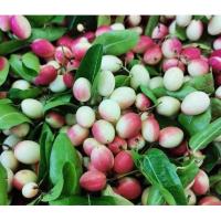 ราคา มะม่วงหาวมะนาวโห่ สด สะอาด รับประกันคุณภาพ (11036240941)