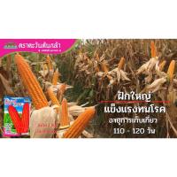 ราคา Advance Seeds(ตราตะวันต้นกล้า) เมล็ดพันธุ์ข้าวโพดเลี้ยงสัตว์ ข้าวโพดลูกผสม ลิเบอร์ตี้ 777 ถุง 1 กิโลกรัม (18088616390)
