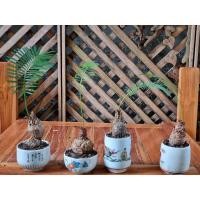 ราคา ปรงป่าหรือปรงเขาขายพร้อมกระถางค่ะ (8184501352)