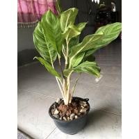 ราคา อโกนีมาคฑาเงินคฑาทอง (12838318870)