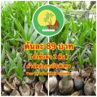 ราคา พันธุ์มะพร้าวน้ำหอมจากสวนบ้านแพ้วแท้ 100% <สั่งขั้นต่ำ 2 ต้น> **จัดส่งทุกวันจันทร์ (19149145288)