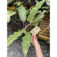 ราคา ฟิโลเดนดรอนใบเลื่อยด่าง กระถาง 5" (19022663226)