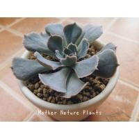 ราคา กุหลาบหิน # succulent # Echeveria shaviana (5664992402)
