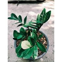 ราคา ต้นกวักมรกตด่างไม้มงคล (9533243163)