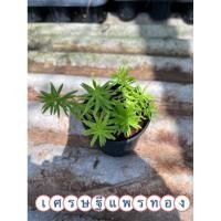 ราคา ต้นเศรษฐีแพรทอง3นิ้ว (44353152870)