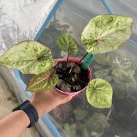 ราคา บอนสี หลวงปู่ทิม ตับพระเกจิ (12593207567)