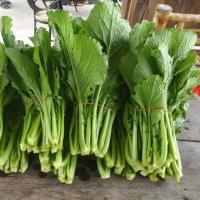 ราคา ผักกาดเขียวชุนฉ่าย เมล็ดพันธุ์ 500-1000 เมล็ด มีคู่มือปลูก (26973097828)