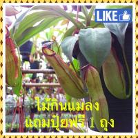 ราคา ต้นไม้กินแมลง ต้นหม้อข้าวหม้อแกงลิง (16456837333)