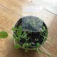 ราคา เมล็ด มะพร้าวทะเลทรายDorstenia แบบใบยาว (1087551143)