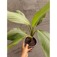 ราคา เศรษฐี​วิลสัน​ ไม้​มงคล​ ขนาดในกระถาง​ 6​ นิ้ว​ ได้ต้นตามภาพค่ะ (28724113782)