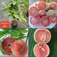 ราคา (1ต้น) ต้น มะนาวสีชมพู มะนาวชมพู ต้นมะนาวสีชมพู ต้นมะนาวชมพู Pink Lime มะนาว ต้นมะนาว สีชมพู ชมพู / happy (22345844117)