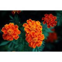 ราคา เมล็ด ดอกดาวเรืองฝรั่งเศส French Marigold พร้อมปลูก ซองละ 29 บาท 40-50เมล็ด สีส้ม เหลือง แดง (20478611271)