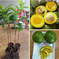 ราคา ต้นอโวคาโด้บูธ 7แบบเสียบยอด (42007579245)