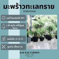 ราคา มะพร้าวทะเลทราย,มะพร้าวทะเลทรายใบกลมDorstenia Crispa,มะพร้าวทะเลทราย ฮอร์วูดE00041 (29308644230)