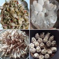 ราคา เห็ดโคนน้อย เพาะง่าย (4318988027)