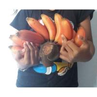 ราคา หน่อพันธุ์กล้วยนาคค่อม สำหรับปลูก (42465451610)