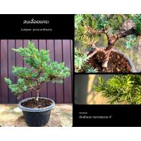 ราคา สนเลื้อยแคระ สนดัด สนจูนิเปอร์ Juniper procumbens ดัดลวด บอนไซ bonsai (25561920528)