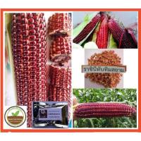 ราคา มาแล้ว เมล็ดพันธุ์ข้าวโพดหวานแดง ราชินีทับทิมสยาม ของแท้ ข้าวโพดที่ทานดิบได้ ท้องไม่อืด แบ่งขายซองละ 45-50 เมล็ด (2798286024)