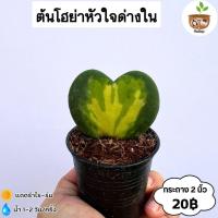 ราคา ต้นโฮย่าหัวใจด่างใน กระถาง 2 นิ้ว จัดส่ง 2 ต้นขึ้นไป คละแบบได้ (28179831136)