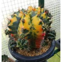 ราคา ต้นกระบองเพชร ยิมโนด่าง ไม้ชำหน่อ Carnelian(อ้วนส้ม) #แคคตัส #ยิมโนด่าง #กระบองเพชร (3760575304)