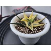 ราคา haworthia limifolia variegata ม้าเวียนด่าง ส่งทั้งกระถาง (3572974095)