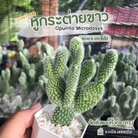 ราคา แคคตัสปีกนางฟ้า หูกระต่ายสีขาว ไซค์ใหญ่ โอพันเทีย มิกกี้เม้า Opuntia Microdasys ไม้อวบน้ำ กุหลาบหิน กระบองเพชร cactus (14026032420)