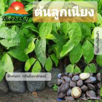 ราคา ผลิตภัณฑ์ใหม่ เมล็ดพันธุ์ 2022ต้นลูกเนียง ลูกเนียง สมุนไพร กิ่งพันธุ์ ต้นไม้ ไม้ผล ต้นพันธ์ เมล็ดพันธ์ พันธุ์ไม คล/เ VH6 (22006188459)