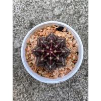 ราคา ยิมโน แคคตัส กระบองเพชร (11090756330)