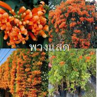 ราคา พวงแสดต้นส่งสุง30-40เซนแข็งแรงพร้อมปลูก‼️ (25030390194)