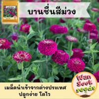 ราคา เมล็ดพันธุ์ ดอกบานชื่น สีม่วง Purple Prince Zinnia Seed เมล็ด ดอกบานชื่น ดอกไม้ ปลูกง่าย โตไว พันธุ์แท้ ส่งไว เมล็ดแท้ (10069866033)