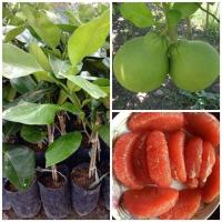 ราคา (ขาย ต้นพันธุ์) ต้นพันธุ์ส้มโอแดงทับทิมสยาม ส้มโอแดงทับทิมสยาม ส้มโอ (3759496406)