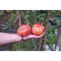 ราคา เมล็ดพันธุ์ มะเขือเทศ คอสโตลูโต ( Pearl Tomato Seeds) บรรจุ 200 เมล็ด คุณภาพดี ของแท้ 100% ง่าย ๆ (54301398424)