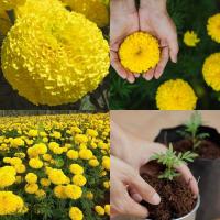 ราคา เมล็ดพันธ์ดาวเรือง เหลืองเจ้าพระยา มหาโชค รัสมีสีเหลือง ดอกใหญ่ เมล็ดคัดเกรด A เพาะง่ายอัตรางอก 95-100% แข็งแรงโตไว (15906106155)