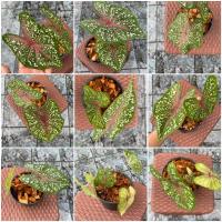 ราคา บอนสี ราชินีไม้ใบ เจ้ากรุงไกรเซอร์ (10854882615)