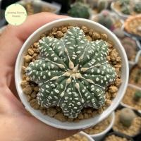 ราคา [ SP ] แอสโตรไฟตัม ปลาดาว Astrophytum Super Star Shap Seedling ไม้เพาะเมล็ด แอสโตรไฟตั้ม แอสโตร แคคตัส กระบองเพชร ต้นไม้ (43874318528)