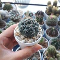 ราคา gymnocalycium ยิมโนคาไลเซียม (947121321)
