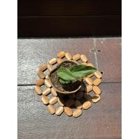 ราคา ต้นรวยล้นฟ้า ต้นไม้มงคล ต้นไม้เศรษฐี ต้นไม้ฟอกอากาศ ฟอร์มสวย พร้อมกระถาง (43173910739)