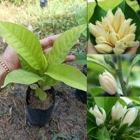 ราคา จำปีแคระ จำปีจิ๋ว จำปีต้นเตี้ย ดอกเล็ก ออกดอกไว ออกดอกตลอดปี หอมมาก ต้นปักชำ ชุดละ 2 ต้น (41304195830)