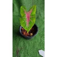 ราคา บอนสีเงาะถอดรูป ไม้มีหัว ส่งพร้อมกระถาง (12814007556)