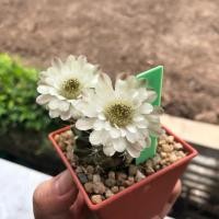 ราคา เมล็ดยิมโน คละสี 20 เมล็ด 30 บาท (4334501374)