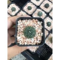 ราคา แอสโตรไฟตั้ม แคคตัส (11839415883)