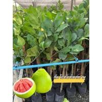 ราคา ต้นส้มโอทับทิมสยาม กิ่งเสียบ (26770609559)