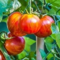 ราคา 50 เมล็ด เมล็ดมะเขือเทศ เมล็ดผักสวนครัว ปลูกได้ทุกที่ Tomato seeds สายพันธุ์ Tigerella Tomato (25847323947)
