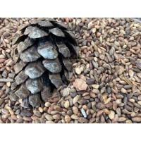 ราคา เมล็ดสนดำญี่ปุ่น5️⃣0️⃣เมล็ด (4366102991)