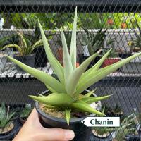 ราคา ต้นลิ้นมังกร Sansevieria Chanin (41973129055)