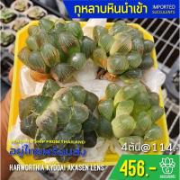 ราคา New Arrival สินค้าใหม่ พึ่งนำเข้า Haworthia Kyodai Akasen Lens Succulents 2U กุหลาบหินนำเข้า ไม้อวบน้ำ (6855844367)