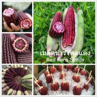 ราคา เมล็ดข้าวโพดแดง ข้าวโพดข้าวเหนียว 20 เมล็ด Red Corn Seeds เหนียวทับทิม เมล็ดพันธุ์ข้าวโพดหวานแดง เมล็ดพันธุ์ผัก ธัญพืช (15504750679)