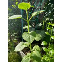 ราคา ใบหูเสือ เนียมหูเสือ ออริกาโน่ ต้นหูเสือ มีแถมทุกออเดอร์ บำรุงปอด (26251136633)