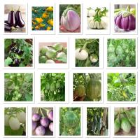 ราคา เมล็ด มะเขือ มะเขือเปราะ Eggplant Seed มะเขือยักษ์ม่วง มะเขือเปราะขาว มะเขือจานขาว การ์ตูน เจ้าพระยา เปราะม่วง (5064130533)