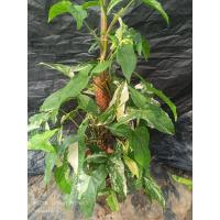 ราคา ต้นเงินไหลมาด่างขาว เงินไหลมา (25612755392)